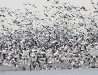 Snow Geese 6427